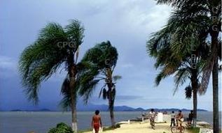 Syagrus litoralis Fioranopolis.jpg