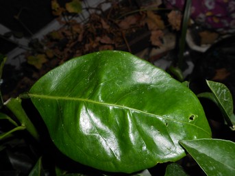 Cara Cara et Mandarinier Satsuma.JPG