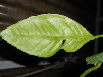 Cara Cara et mandarinier satsuma (2).JPG
