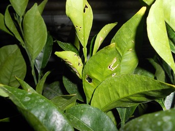 Cara Cara et mandarinier Satsuma (3).JPG
