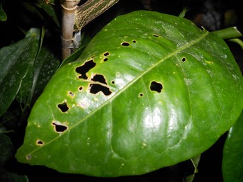 feuille Oranger Cara Cara, New Hall et satsuma.JPG