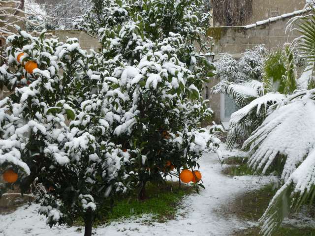 les agrumes sous la neige