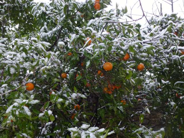les agrumes sous la neige