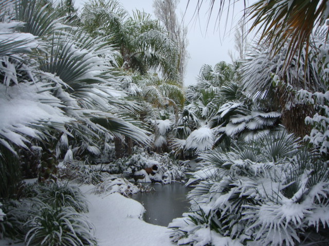 caryota neige (2).JPG