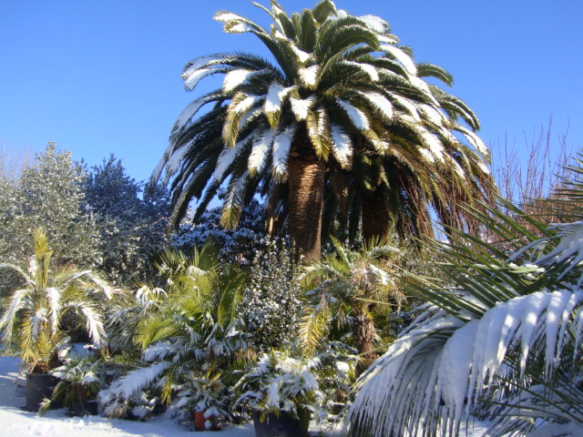 caryota neige (4).JPG