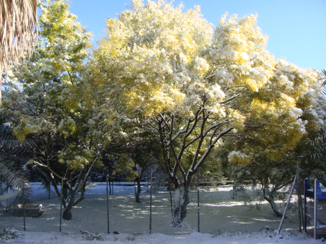 caryota neige (5).JPG