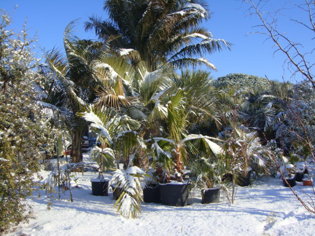 caryota neige (6).JPG
