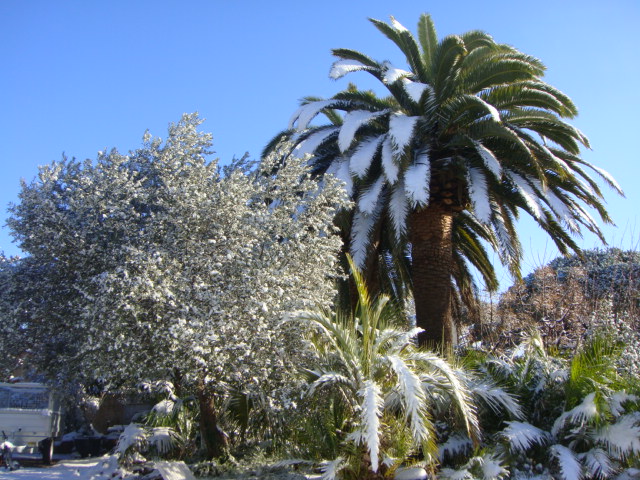 caryota neige (7).JPG