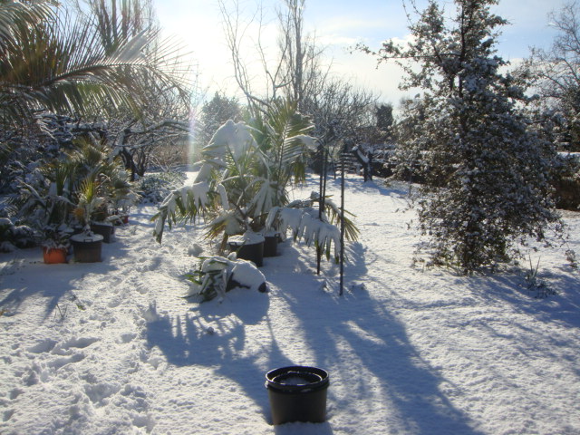 caryota neige (12).JPG