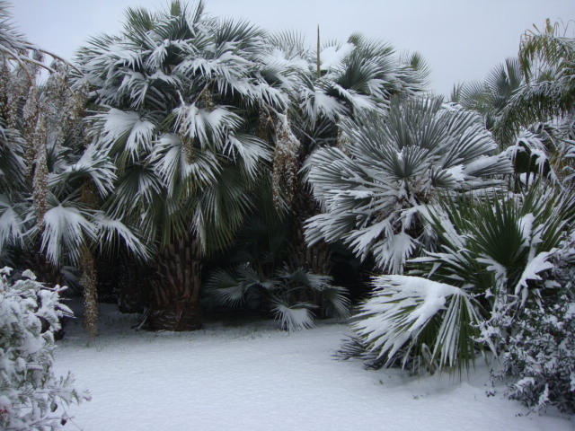 caryota neige.JPG