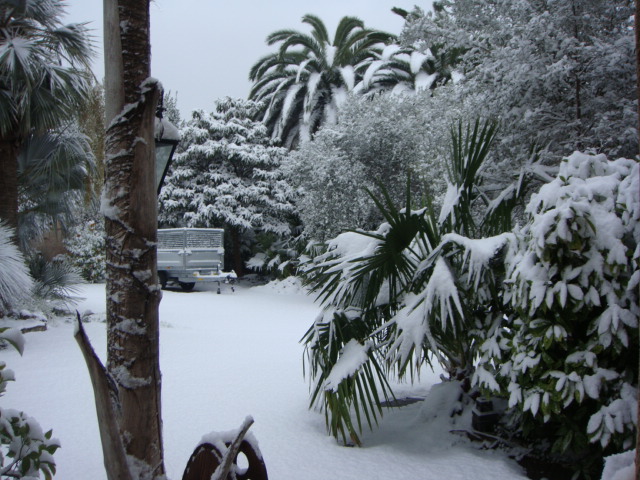 caryota neige (11).JPG