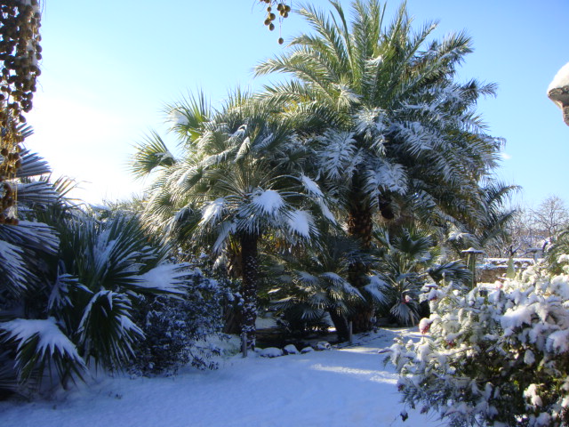 caryota neige (10).JPG