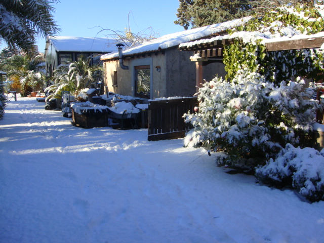 caryota neige (9).JPG