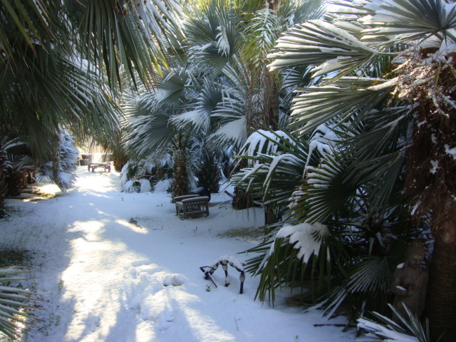 caryota neige (8).JPG