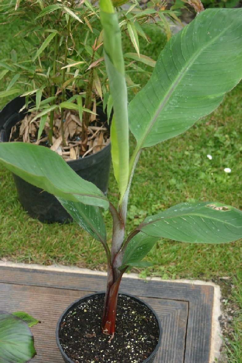 Plant Ã   l'achat