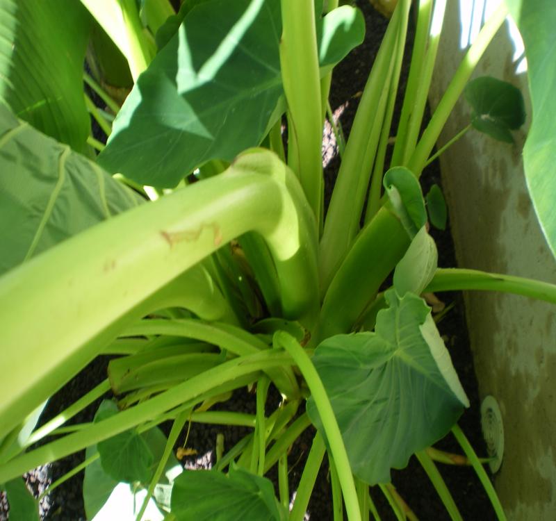 colocasia 3.jpg