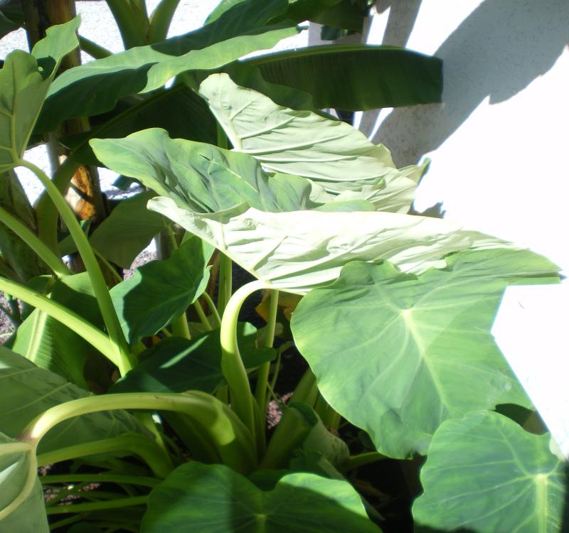 colocasia 2.jpg