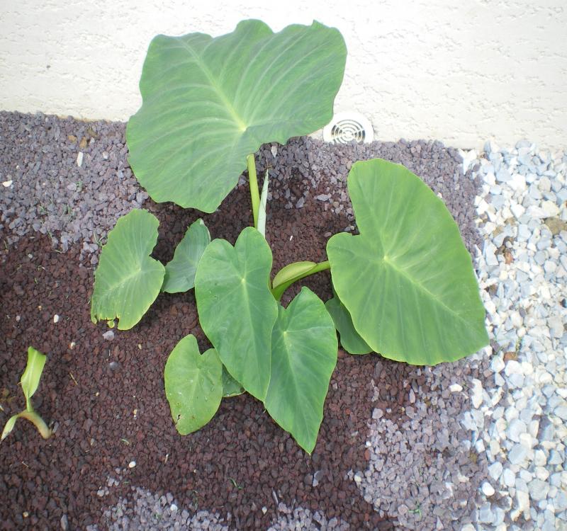 colocasia 1.jpg