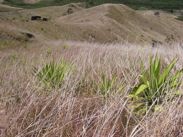 Furcraea sp Fidji 2009 317 bis.jpg