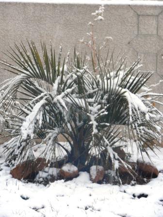 butia.jpg