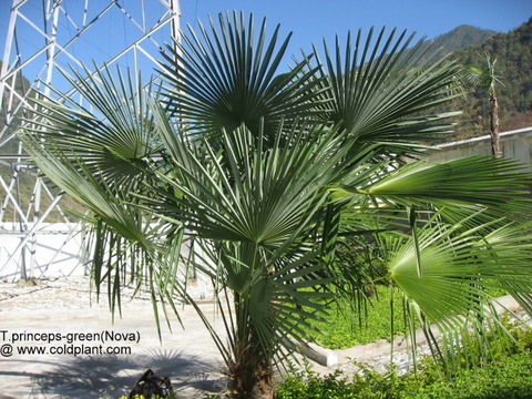 T.princeps-green(Nova) in the habitat