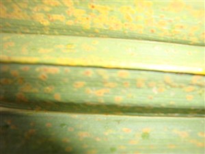palmier malade 1.jpg