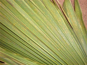 palmier malade 2.jpg