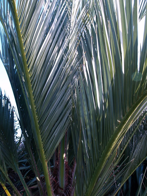 Jubutia Fred 1.JPG