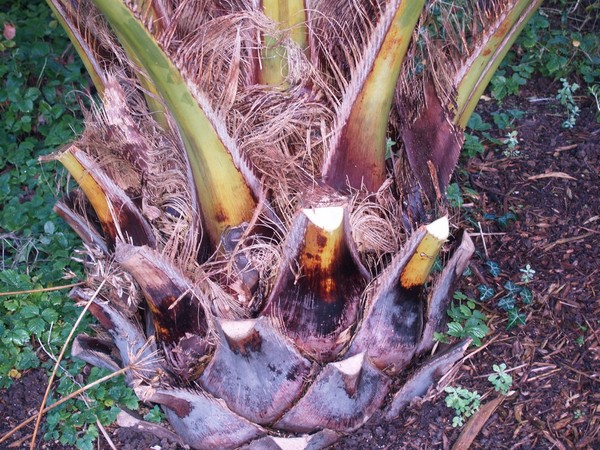 Jubutia Fred 2.JPG