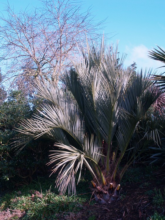 Jubutia Fred 3.JPG