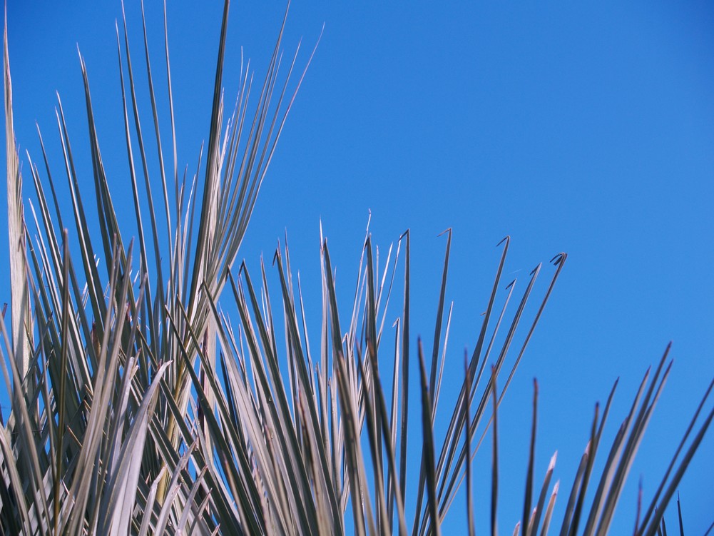Jubutia Fred 4.JPG