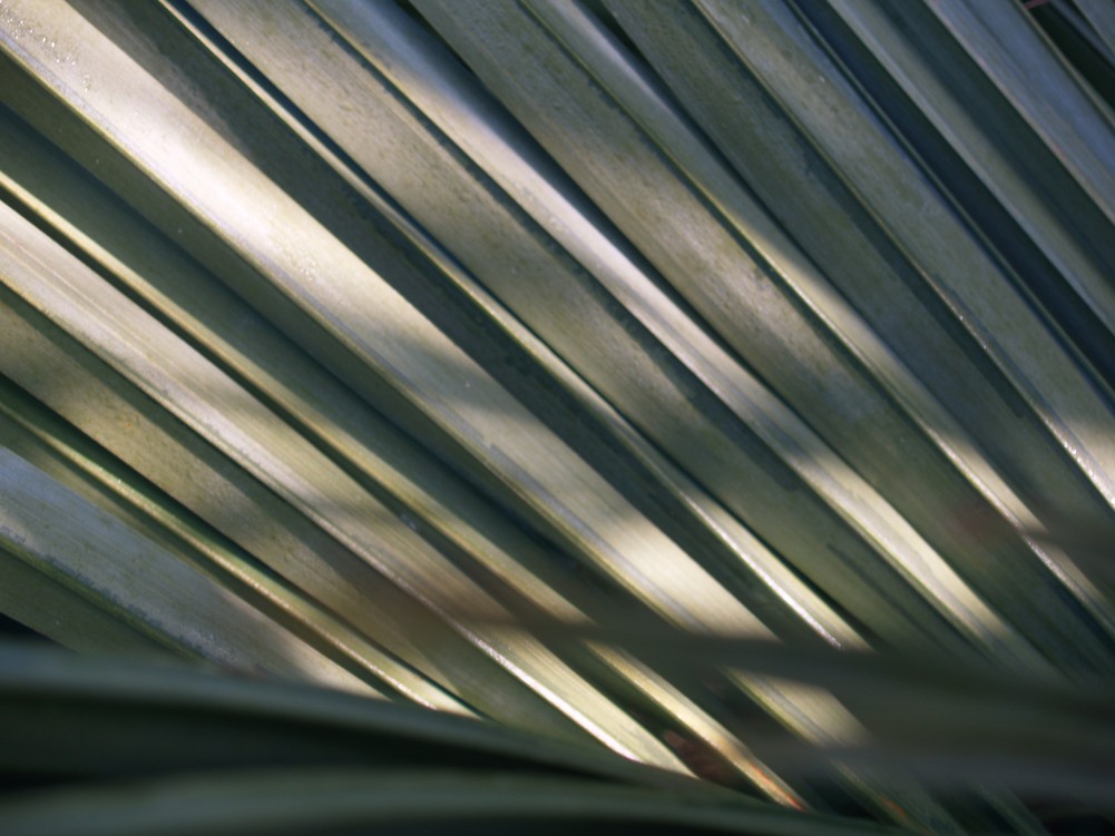 Jubutia Fred 5.JPG