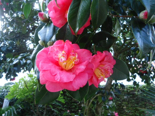 Lady Clare