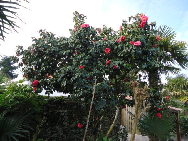 Lady Clare