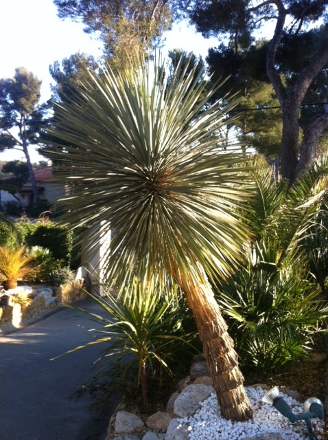 photoYucca.JPG