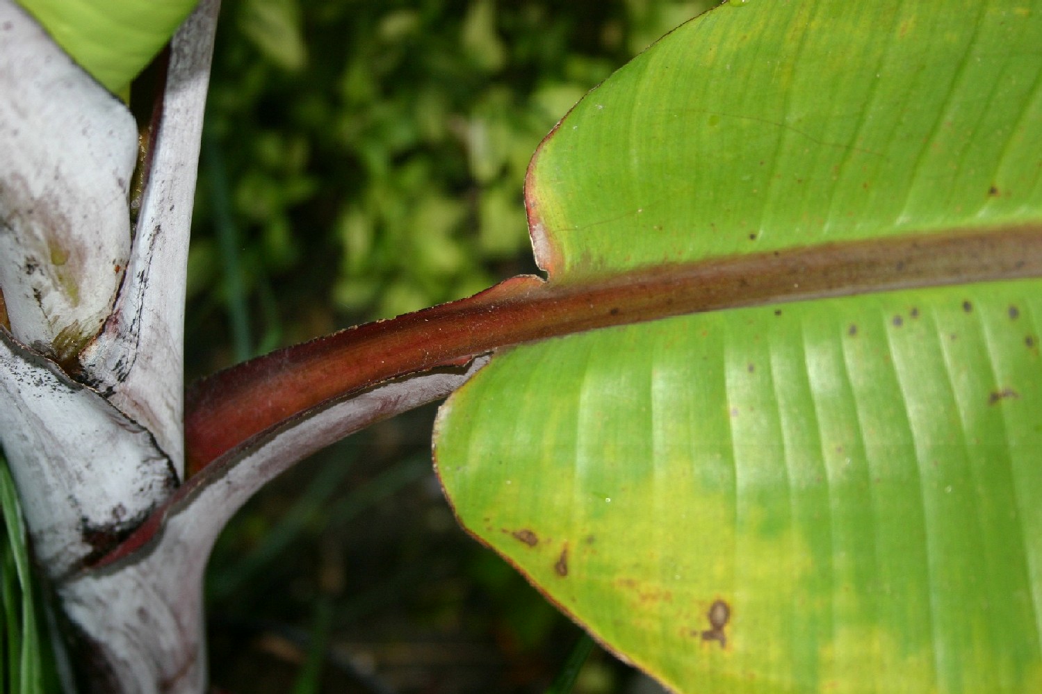 détail