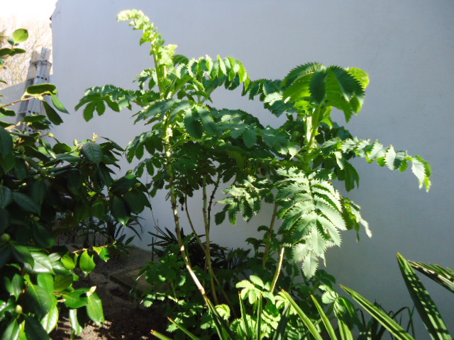 DSC01151.JPG