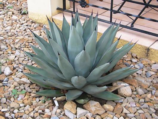 Agave 'Sharkskin'.JPG
