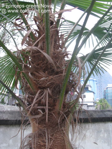 interesting ligules on the trunk.