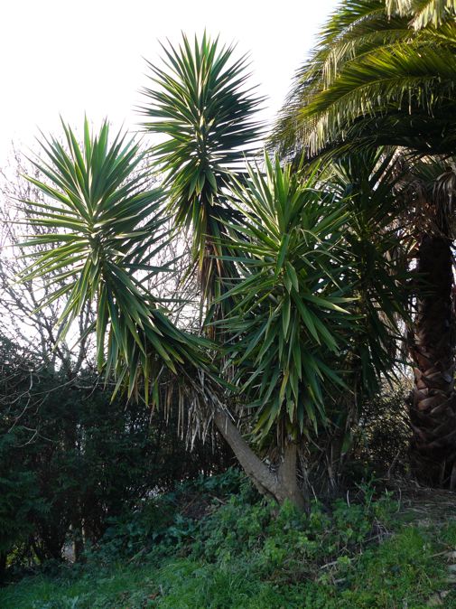 Yucca elephantipes à Perros-Guirec.