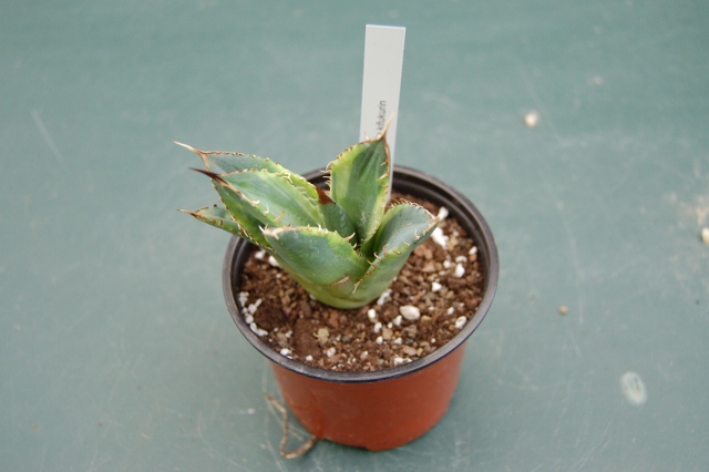 titanota kifukorin (640x426).jpg