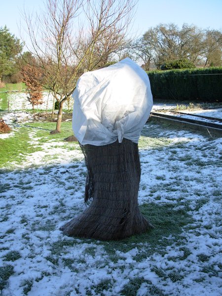 Le pin parasol a été protégé pour sa première année