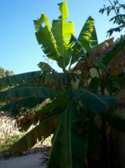 Musa sikkimensis &quot;manipur&quot;, semé il y a trois ans. Quand je l'ai mis en terre, il a explosé, le plus vigoureux de mes bananiers !