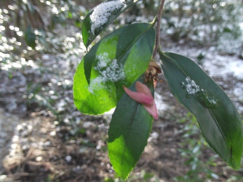 1)Larmes de camelia