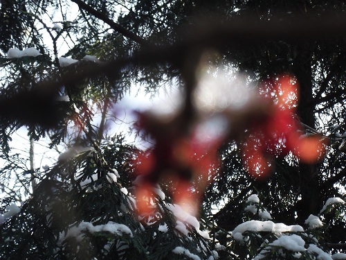 2)fantômes d'hamamelis