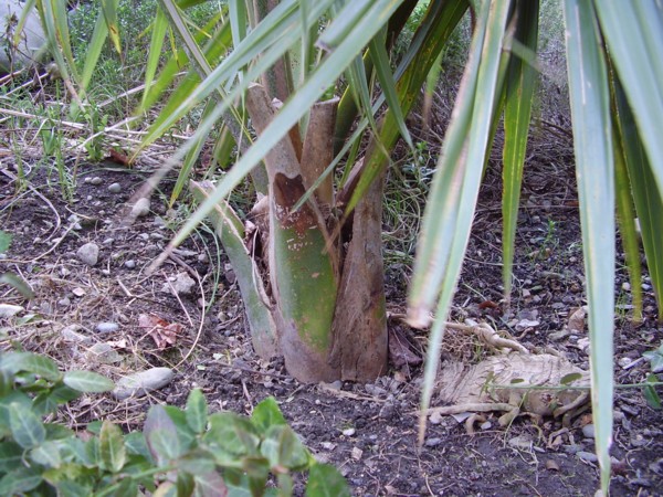 002.14 février 2007.JPG