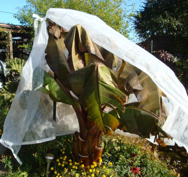 Ensete maurelii 24 octobre 2010.jpg