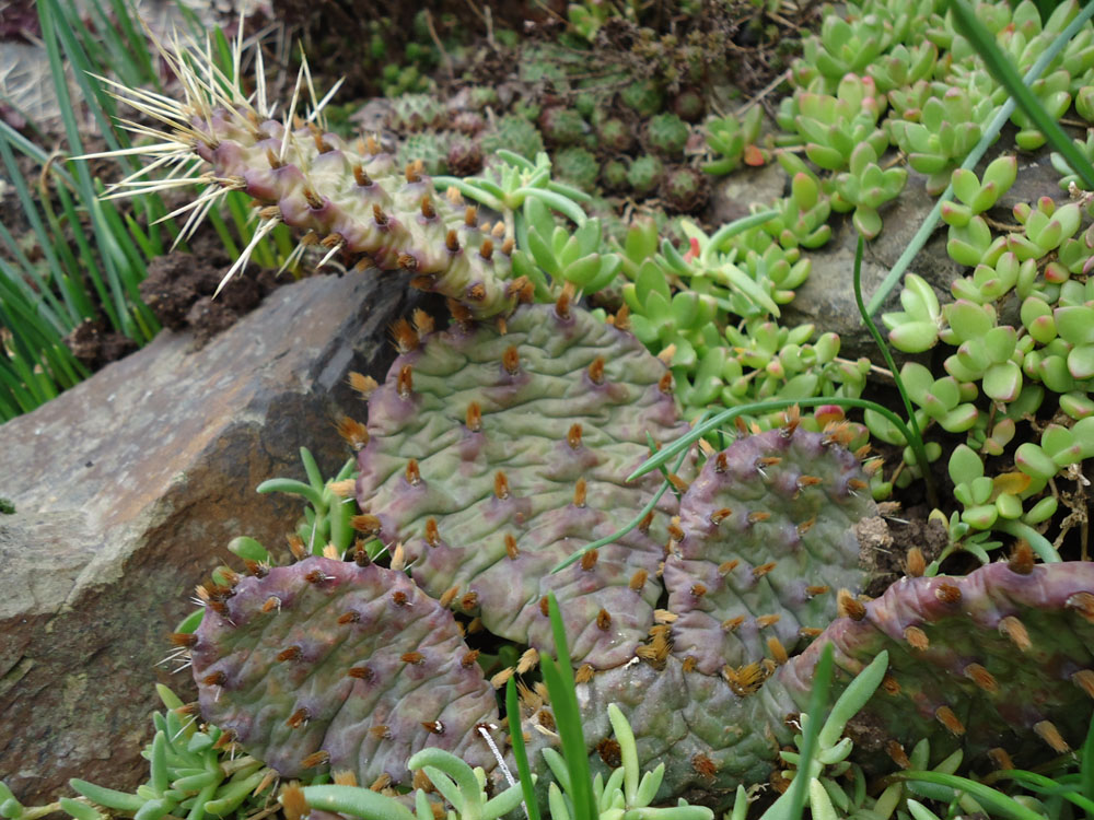 rocaille  opuntia 2012-2013.jpg