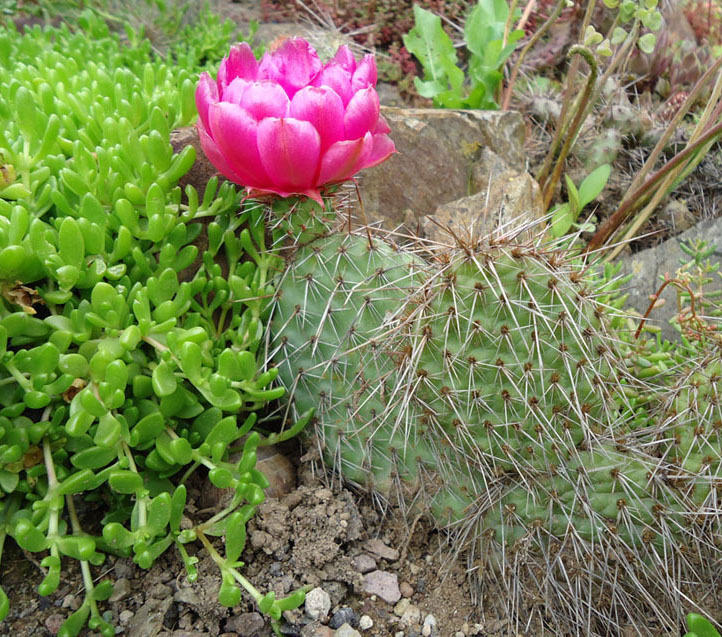 Opuntia fleur2.jpg