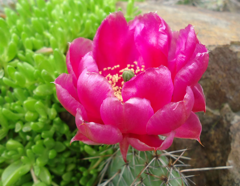 Opuntia fleur.jpg